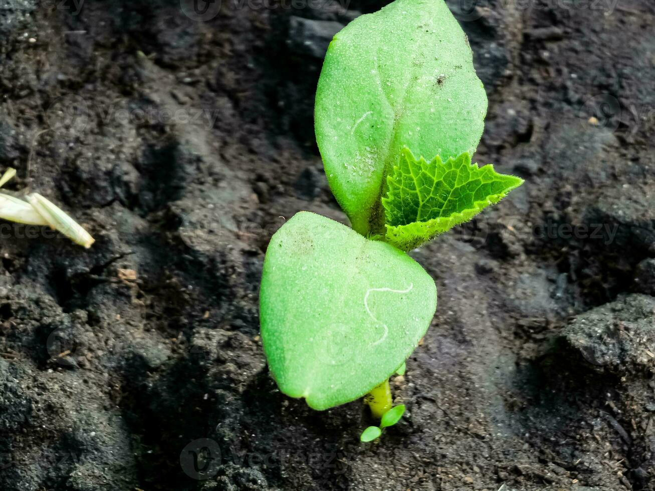 joven verde Pepino coles en el suelo. Pepino dispara verde dispara de Pepino hojas con amarillo flores futuro verde vegetales. agricultura. foto