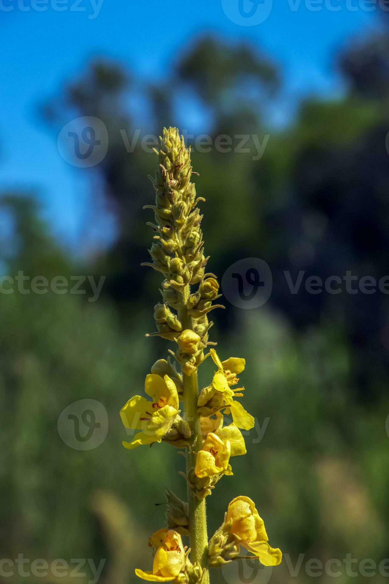 Common mullein pale yellow flowers of verbascum nigrum plant, used as