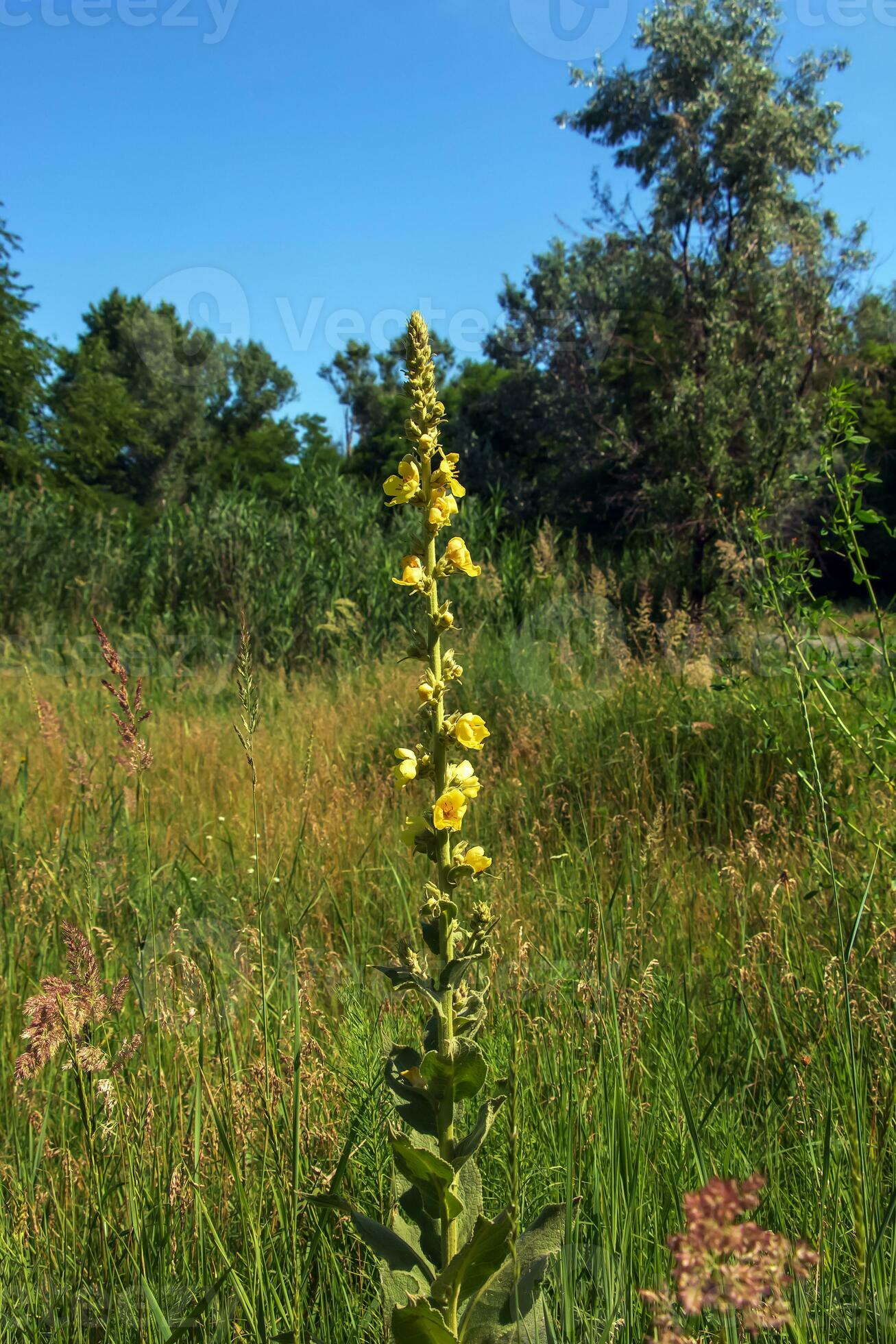 Common mullein pale yellow flowers of verbascum nigrum plant, used as