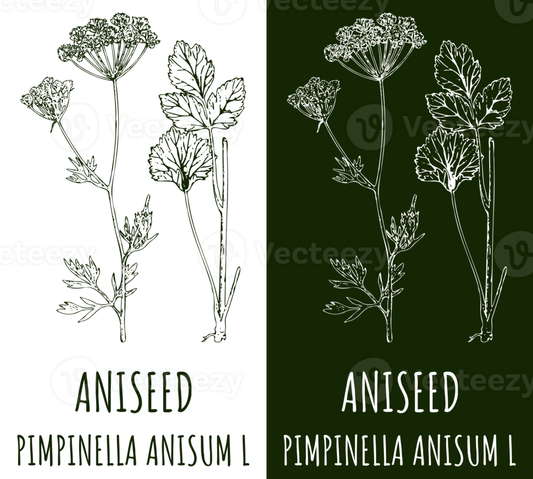 Drawing ANISEED Hand Drawn Illustration The Latin Name Is PIMPINELLA discover-beautiful-and-unique-latin-girl-names
