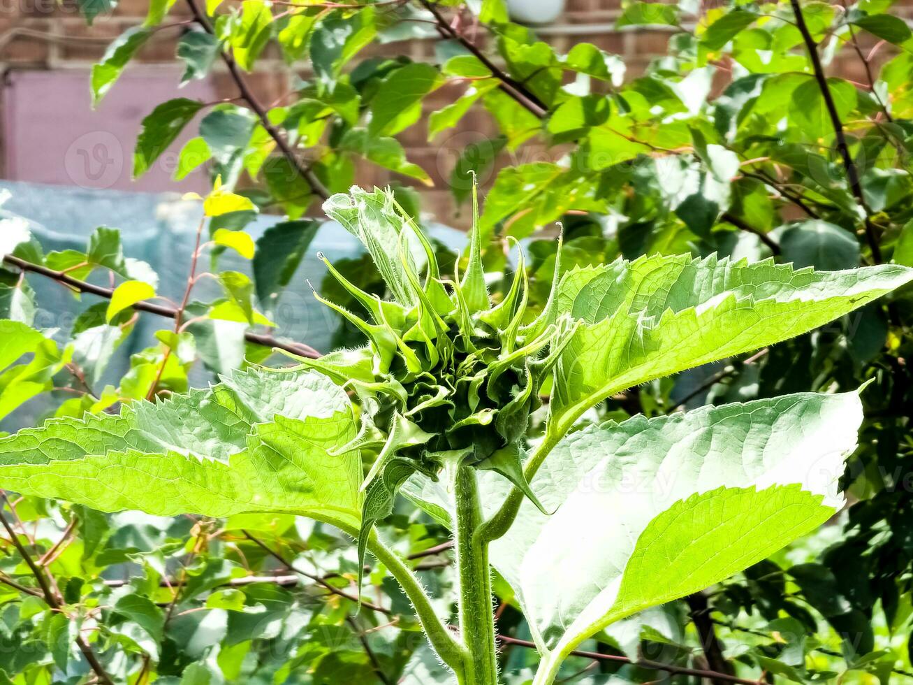 Sunflower bud close-up. Greenery on a summer day. Leaf veins close up. organic flora. Green background. Daylight photo