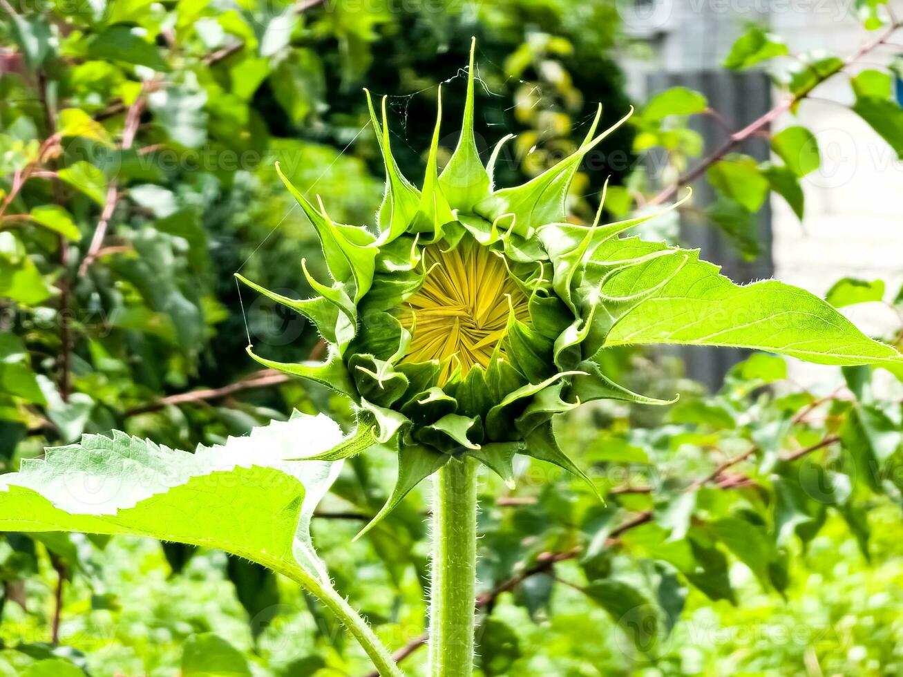 Sunflower bud close-up. Greenery on a summer day. Leaf veins close up. organic flora. Green background. Daylight photo