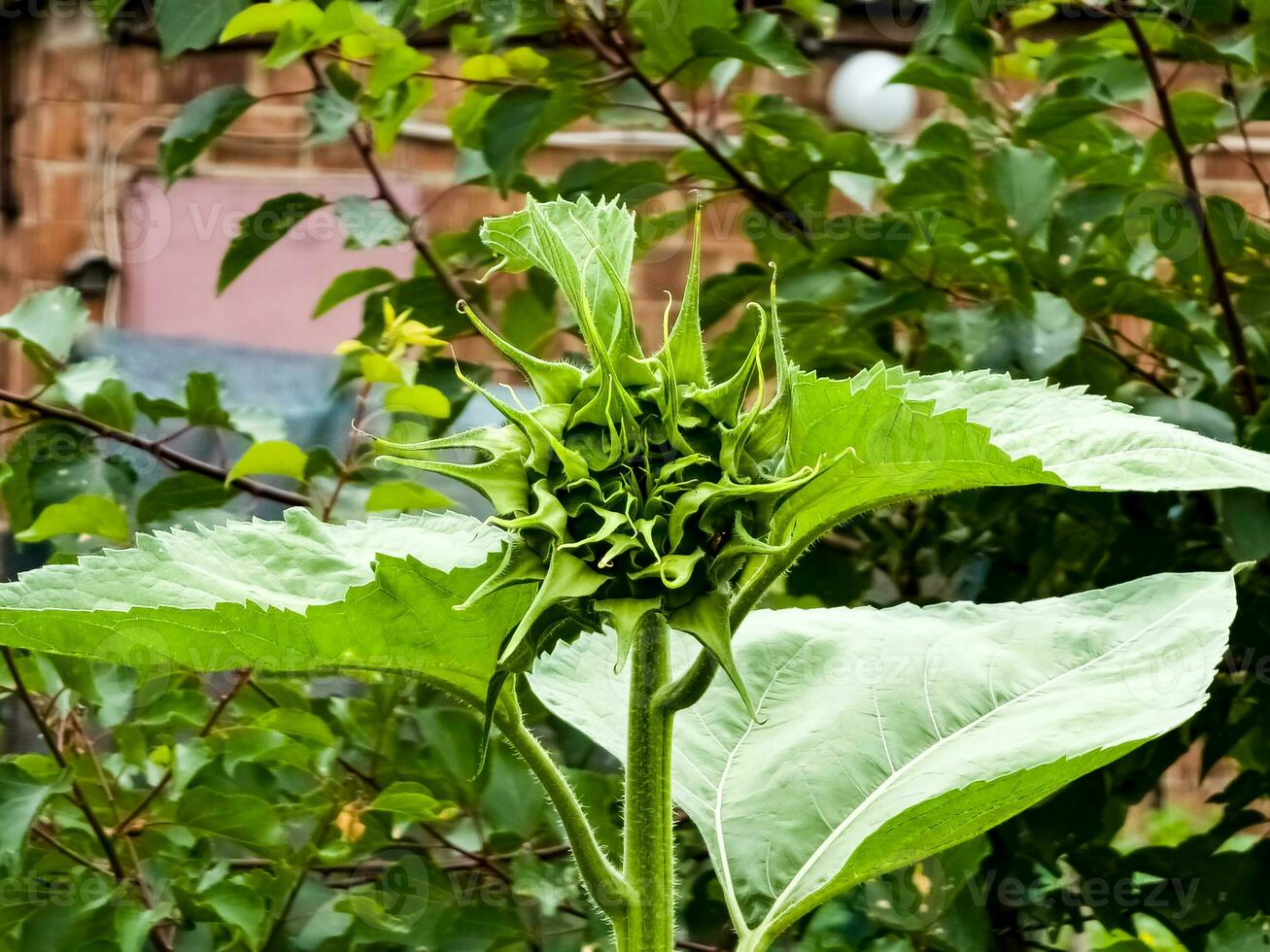 Sunflower bud close-up. Greenery on a summer day. Leaf veins close up. organic flora. Green background. Daylight photo