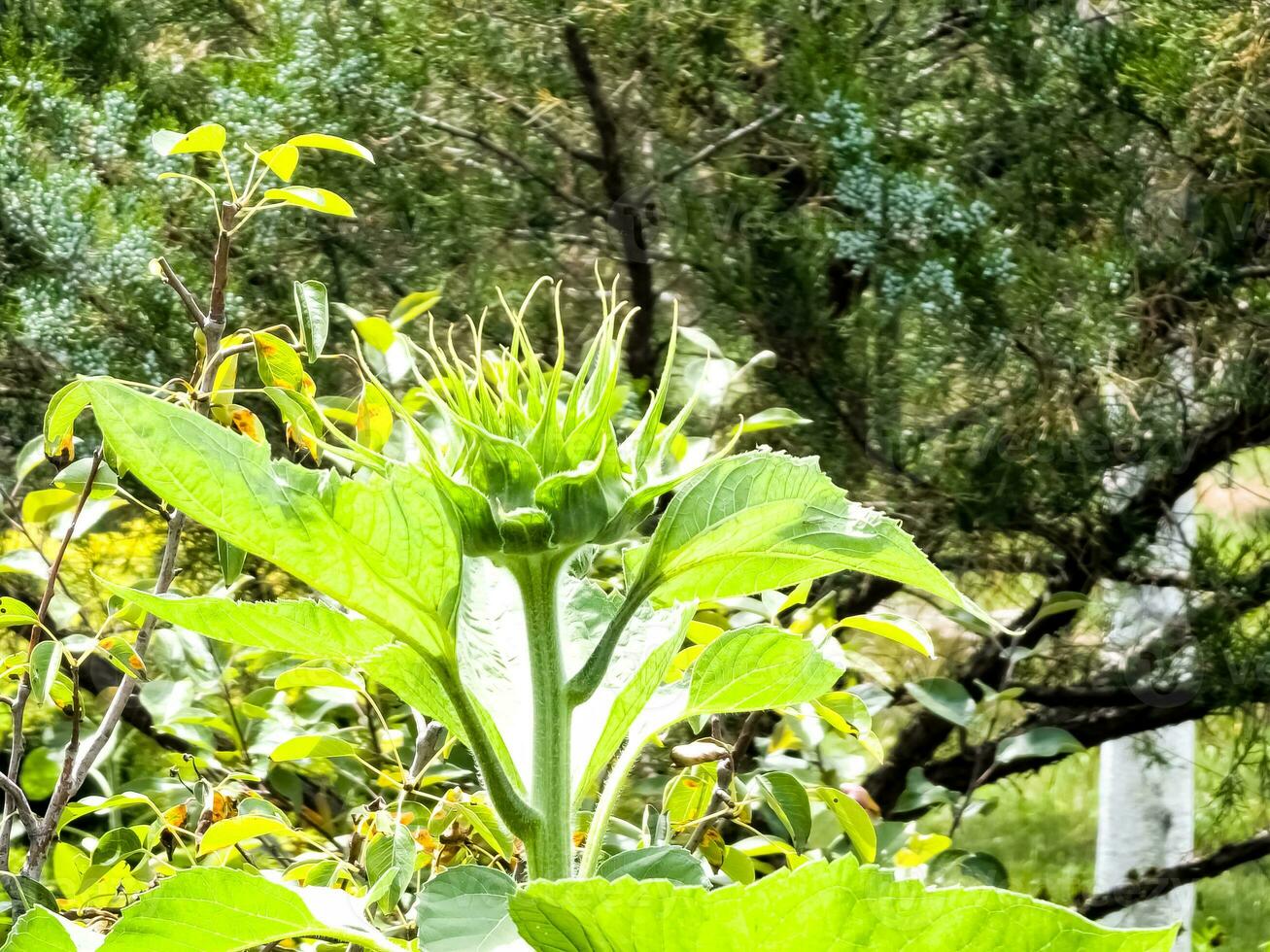 Sunflower bud close-up. Greenery on a summer day. Leaf veins close up. organic flora. Green background. Daylight photo