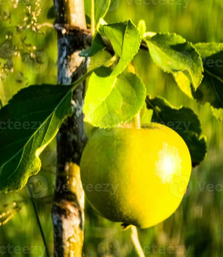 Yellow apple on a young apple tree. Lonely fruit on a small apple tree. photo