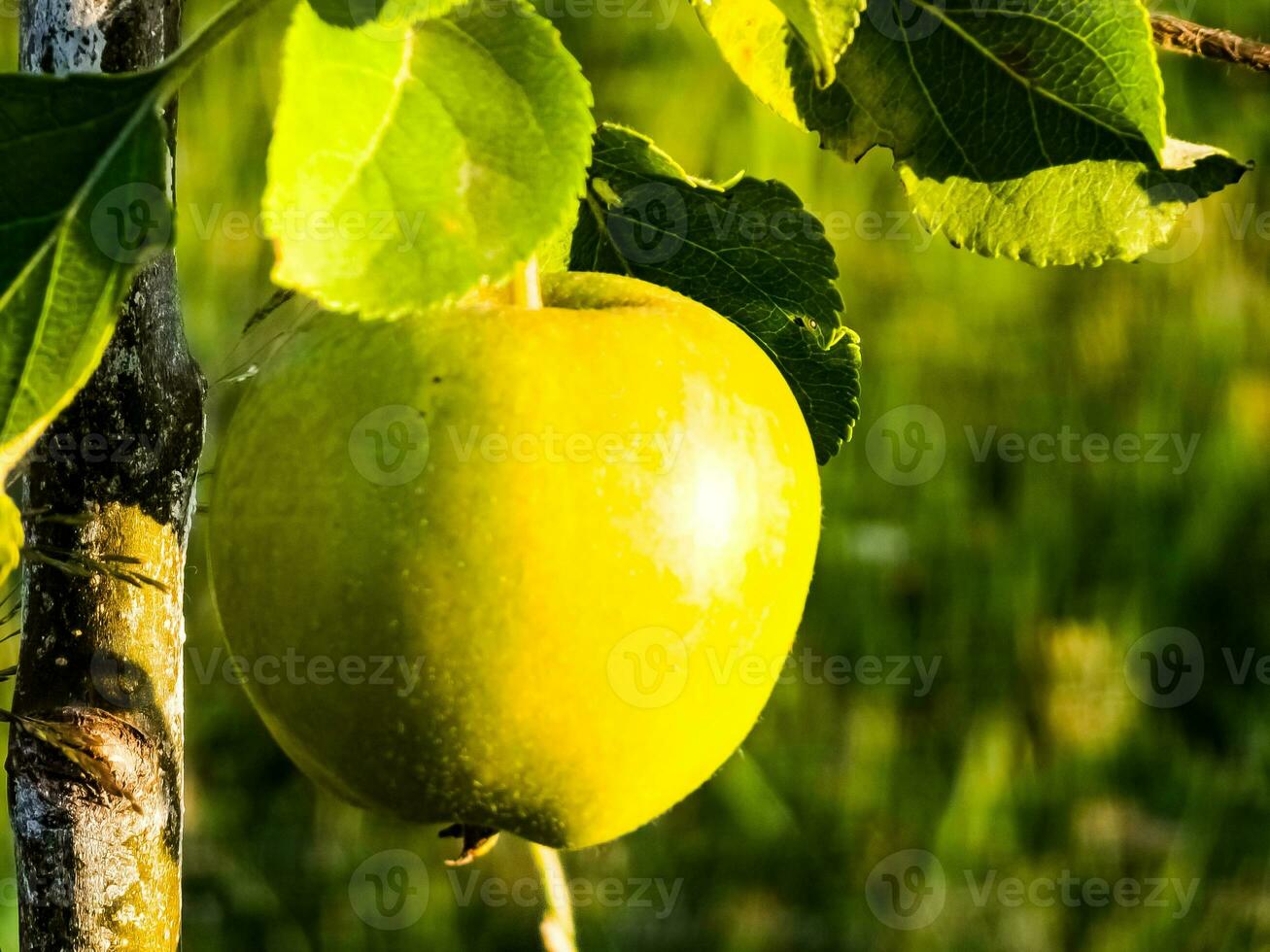 Yellow apple on a young apple tree. Lonely fruit on a small apple tree. photo
