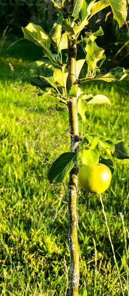 Yellow apple on a young apple tree. Lonely fruit on a small apple tree. photo