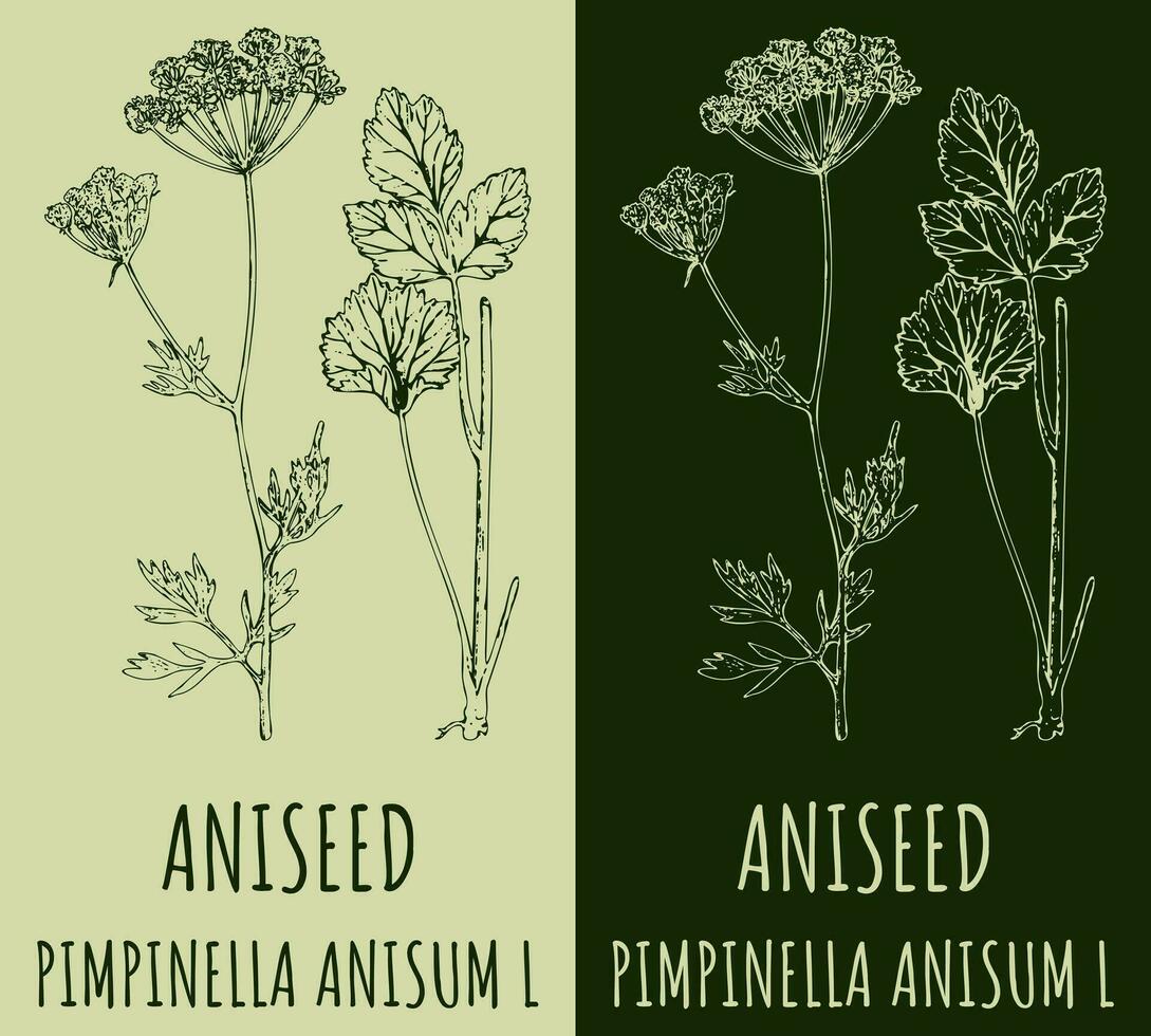 Vector drawing ANISEED. Hand drawn illustration. The Latin name is PIMPINELLA ANISUM L.