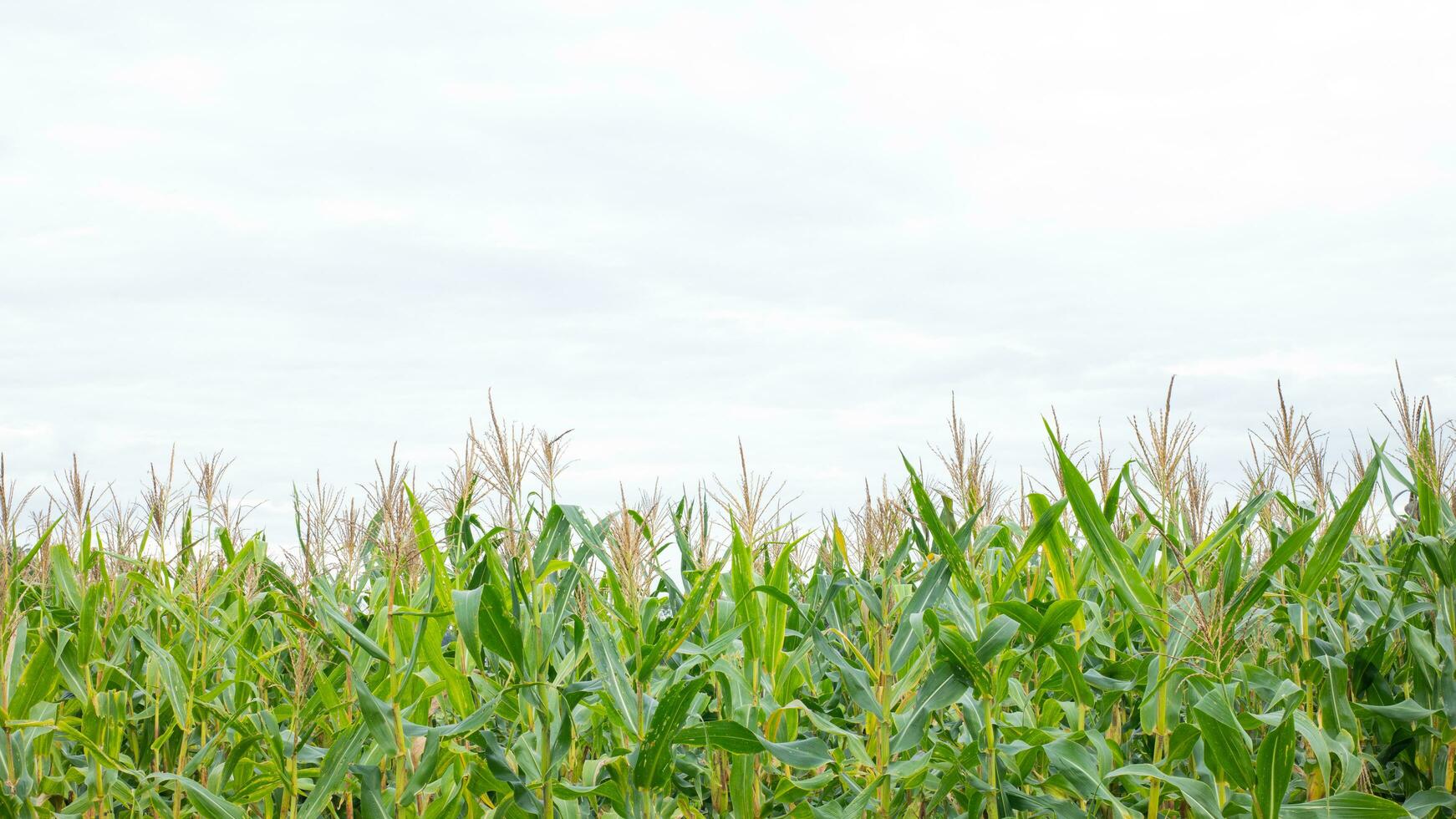 Corn in the field is growing. photo