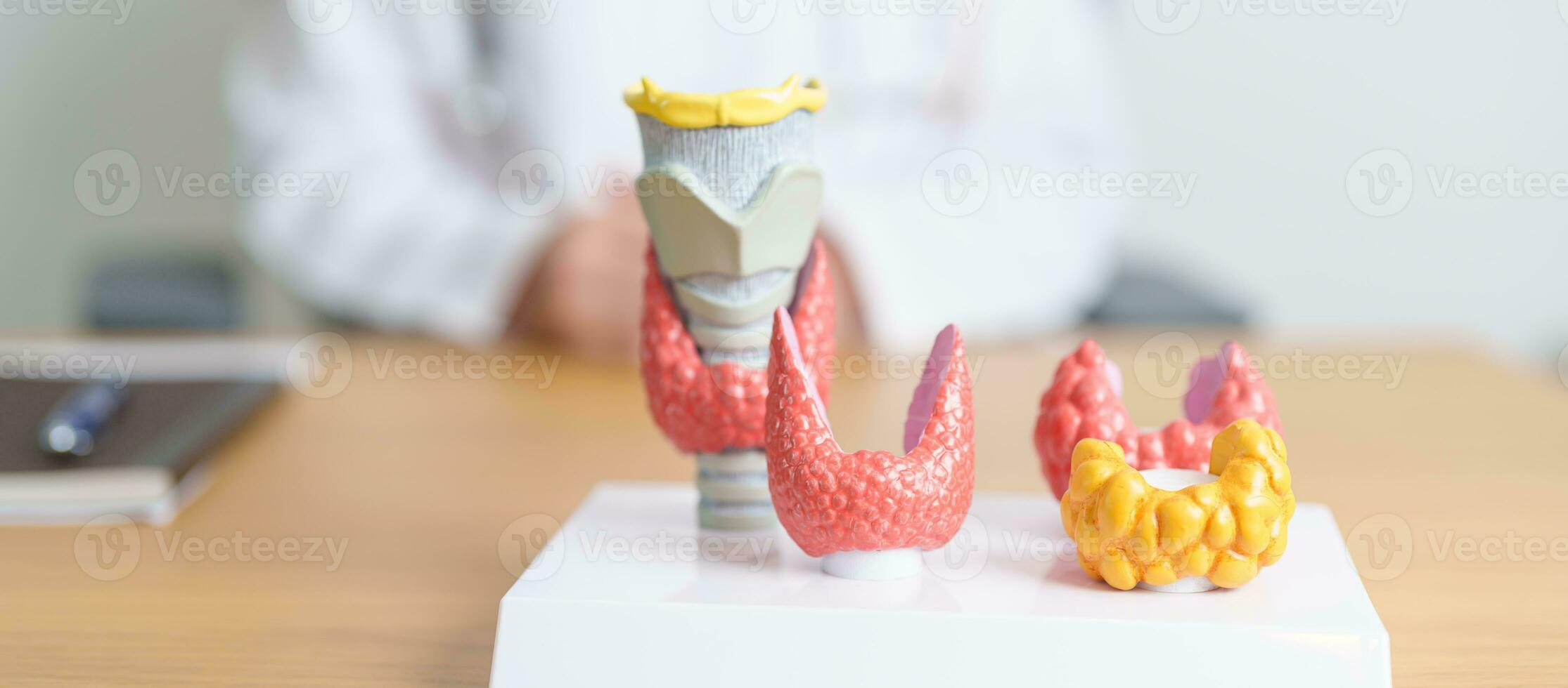 Doctor with human Thyroid anatomy model. Hyperthyroidism, Hypothyroidism, Hashimoto Thyroiditis, Thyroid Tumor and Cancer, Postpartum, Papillary Carcinoma and Health concept photo