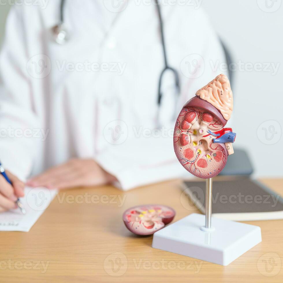 Doctor with Kidney Adrenal gland anatomy model. disease of Urinary system and Stones, Cancer, world kidney day, Chronic kidney, Urology, Nephritis, Renal, Transplant and health concept photo