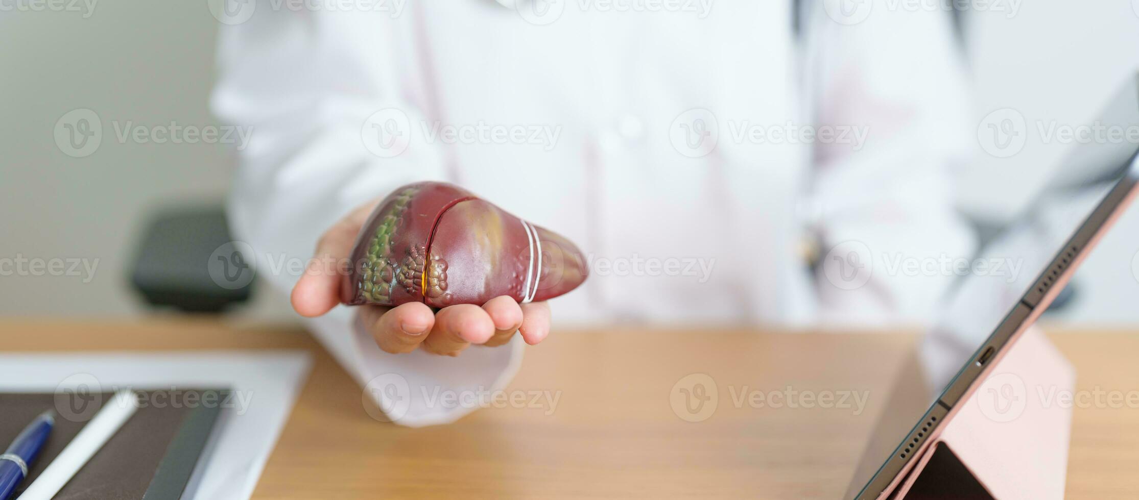 Doctor with human Liver model and tablet. Liver cancer and Tumor, Jaundice, Viral Hepatitis A, B, C, D, E, Cirrhosis, Failure, Enlarged, Hepatic Encephalopathy, Ascites Fluid in Belly and health photo