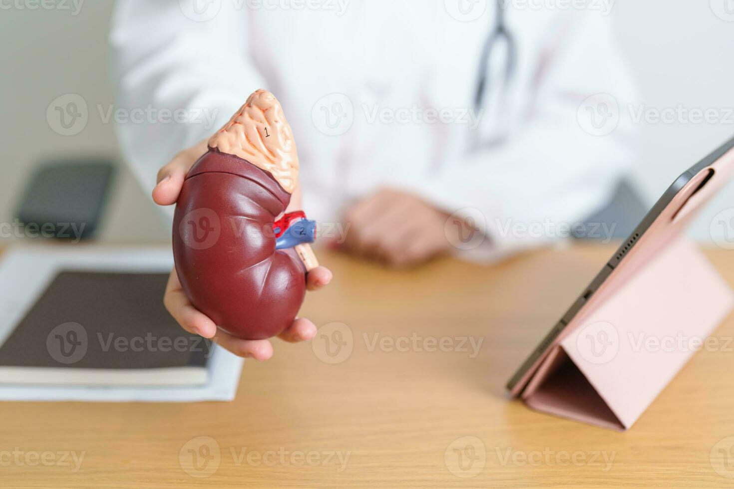 Doctor with Kidney Adrenal gland anatomy model and tablet. disease of Urinary system and Stones, Cancer, world kidney day, Chronic kidney, Urology, Nephritis, Renal, Transplant and health photo