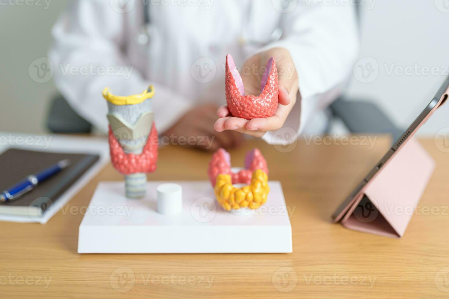 Doctor with human Thyroid anatomy model and tablet. Hyperthyroidism, Hypothyroidism, Hashimoto Thyroiditis, Thyroid Tumor and Cancer, Postpartum, Papillary Carcinoma and Health concept photo