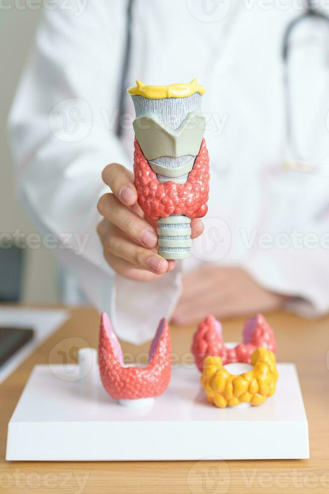 Doctor with human Thyroid anatomy model. Hyperthyroidism, Hypothyroidism, Hashimoto Thyroiditis, Thyroid Tumor and Cancer, Postpartum, Papillary Carcinoma and Health concept photo