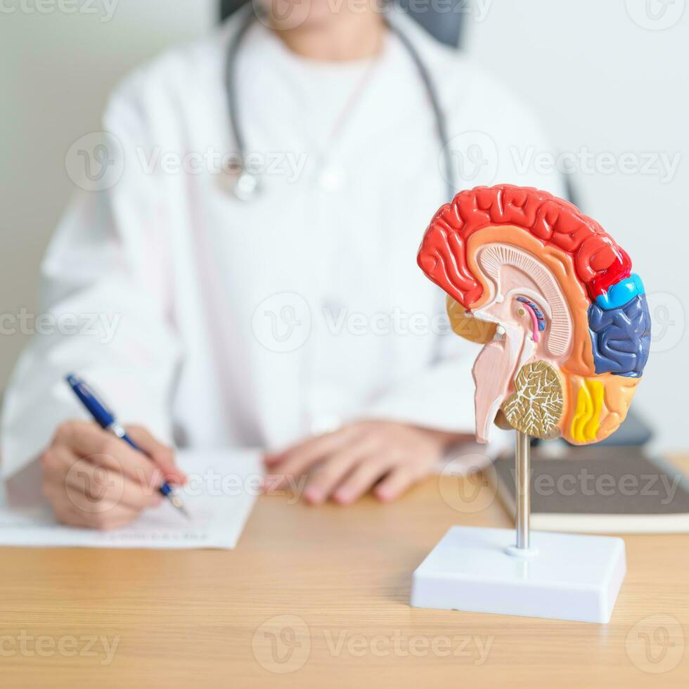 doctor with human Brain anatomy model. World Brain Tumor day, Brain Stroke, Dementia, alzheimer, parkinson and world mental health concept photo