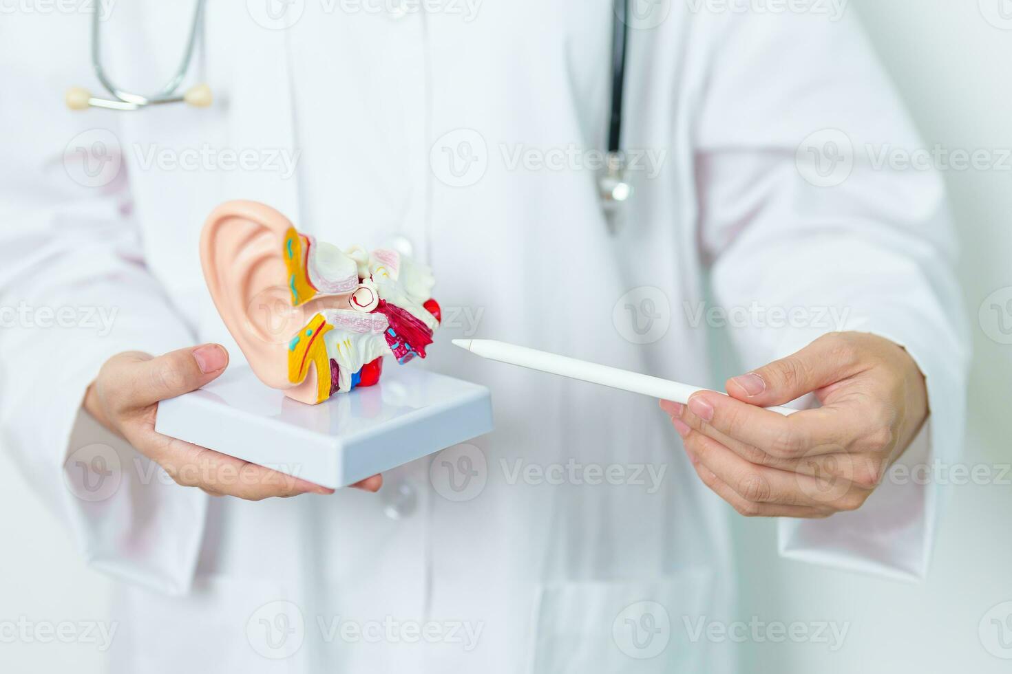 Doctor with human Ear anatomy model. Ear disease, Atresia, Otitis Media, Pertorated Eardrum, Meniere syndrome, otolaryngologist, Ageing Hearing Loss, Schwannoma and Health photo