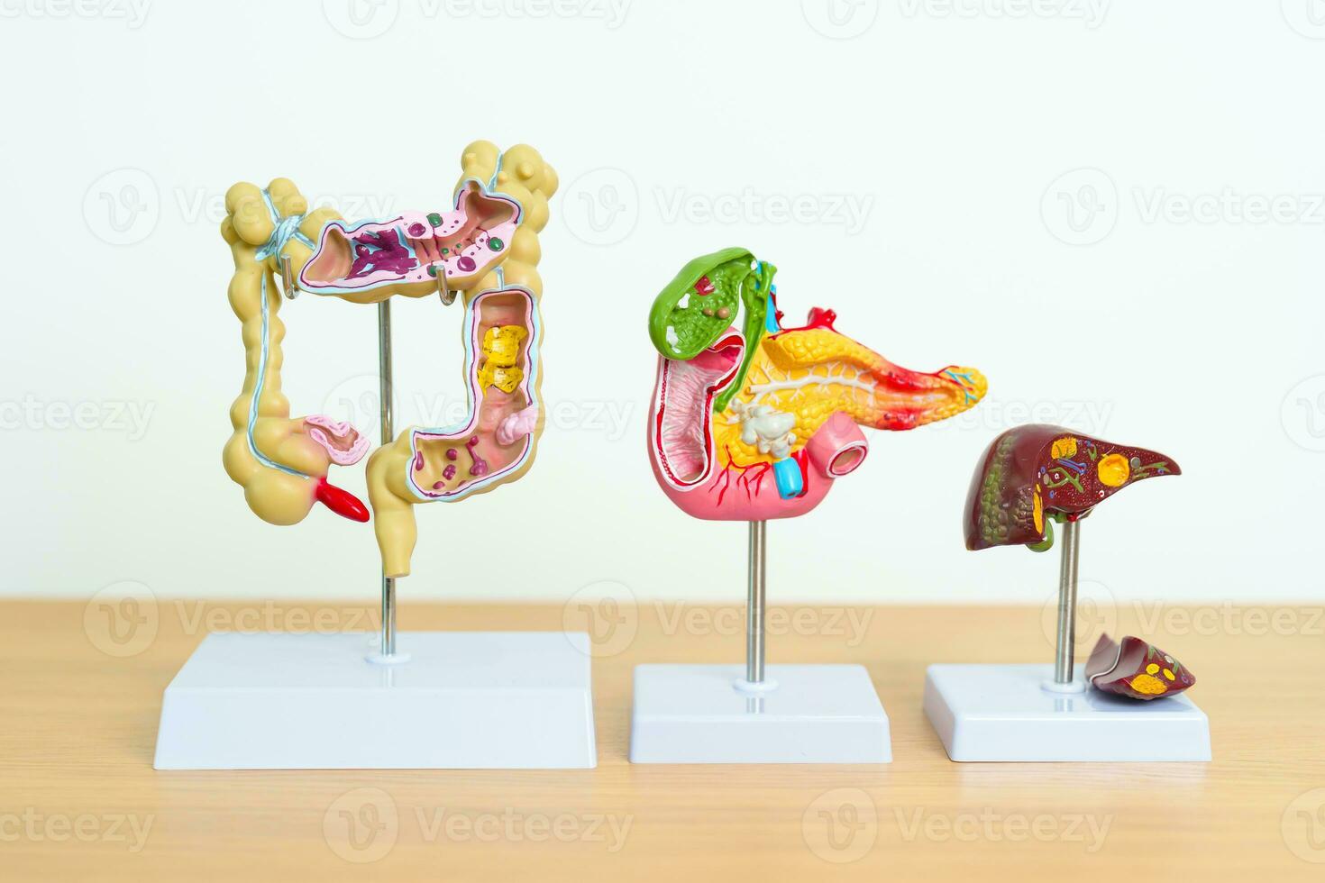 humano digestivo sistema anatomía modelo, páncreas, vesícula biliar, bilis conducto, hígado y colon grande intestino. enfermedad, cuidado de la salud y salud concepto foto