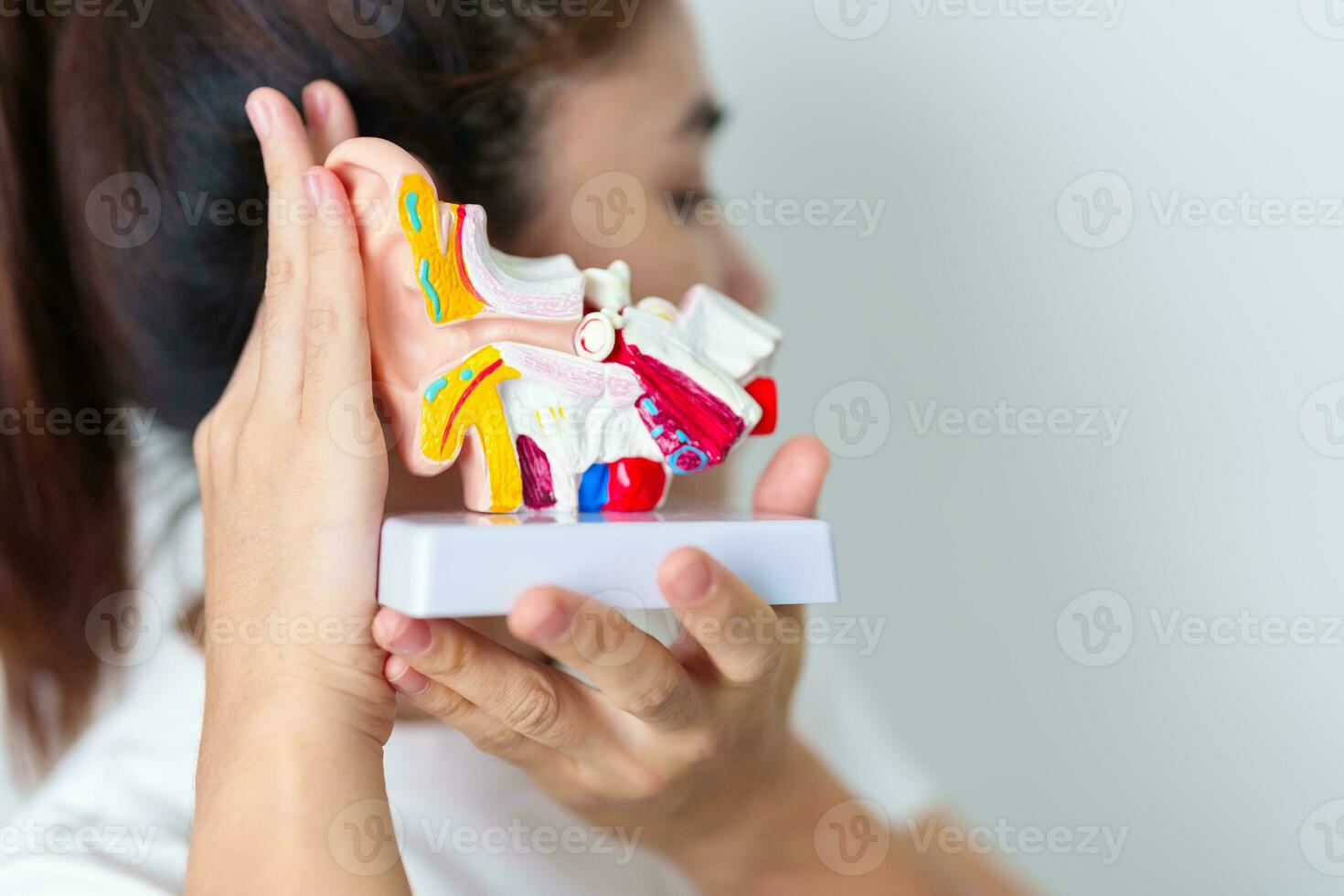 Woman holding human Ear anatomy model. Ear disease, Atresia, Otitis Media, Pertorated Eardrum, Meniere syndrome, otolaryngologist, Ageing Hearing Loss, Schwannoma and Health photo