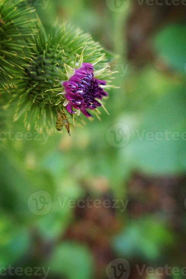 summer purple thistle flower among greenery in a wild meadow, photo