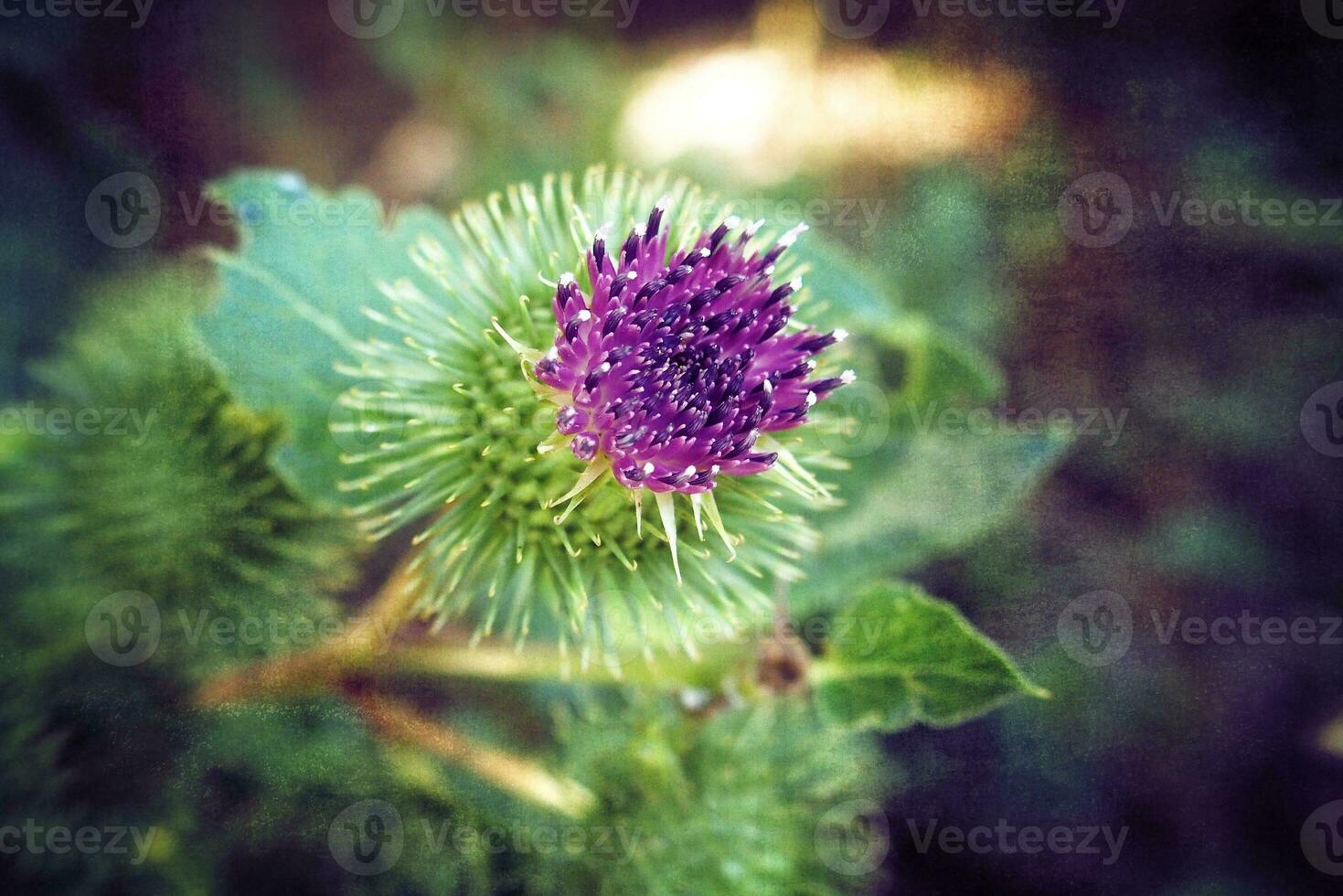 verano púrpura cardo flor entre verdor en un salvaje prado, foto