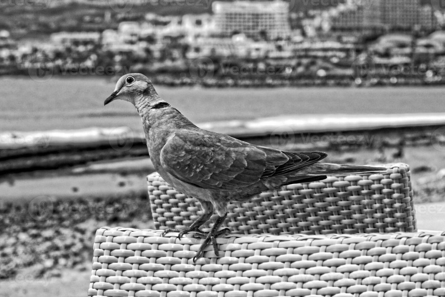 wild free bird pigeon sitting on a chair in a cafe by the ocean on a warm summer day photo