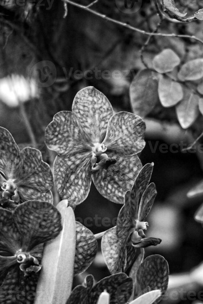 delicado vistoso flores orquídeas creciente en un natural ambiente en botánico huerta foto