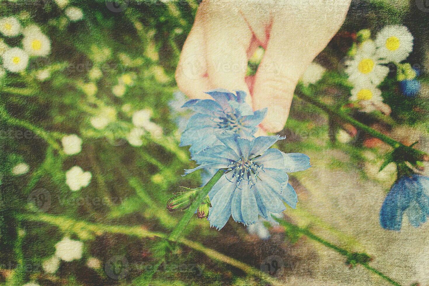 blue summer cornflower on green meadow background in close-up photo