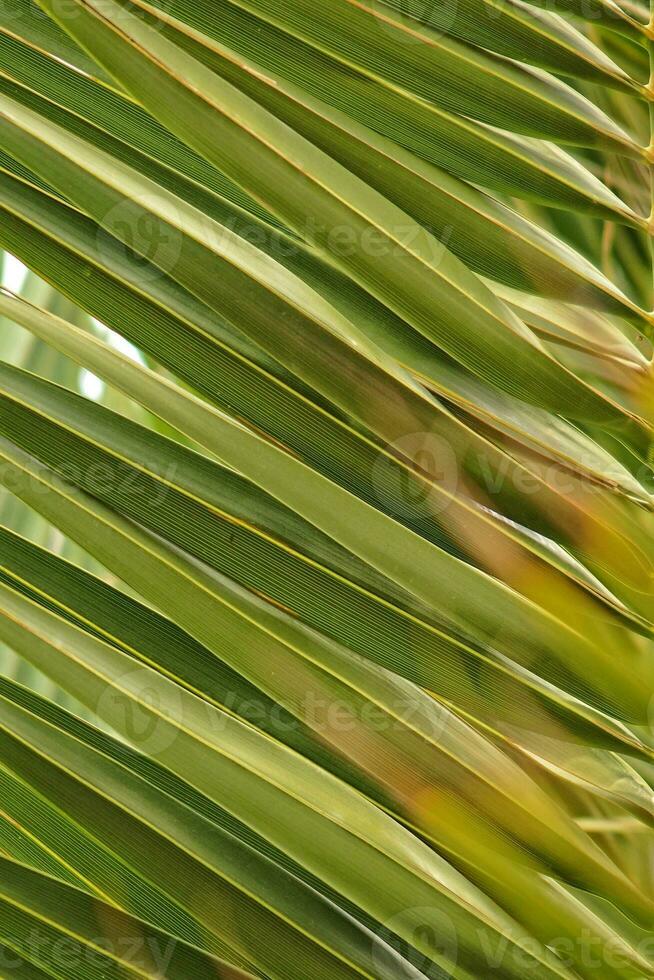 original interesting abstract background with green palm leaf in close-up photo