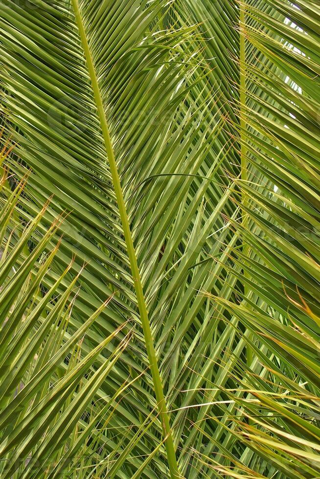 original interesting abstract background with green palm leaf in close-up photo