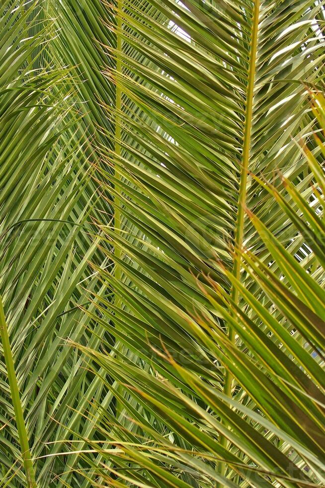original interesting abstract background with green palm leaf in close-up photo