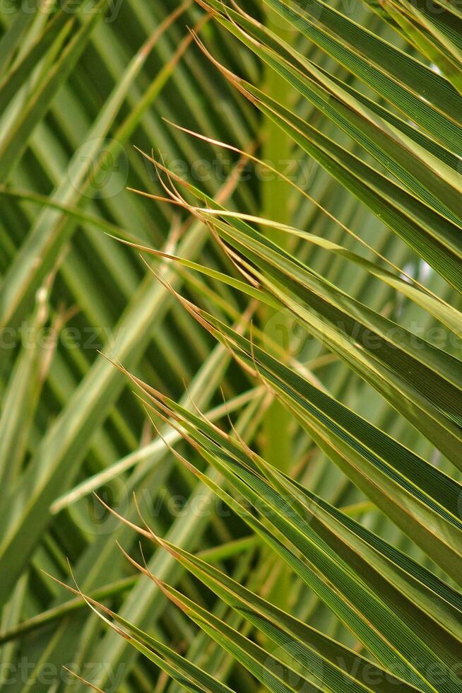 original interesting abstract background with green palm leaf in close-up photo