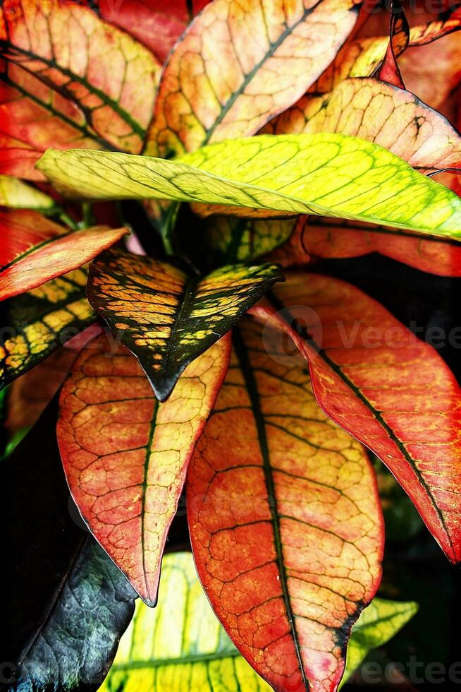 colorful leaves of plants in close-up creating an interesting and original background photo