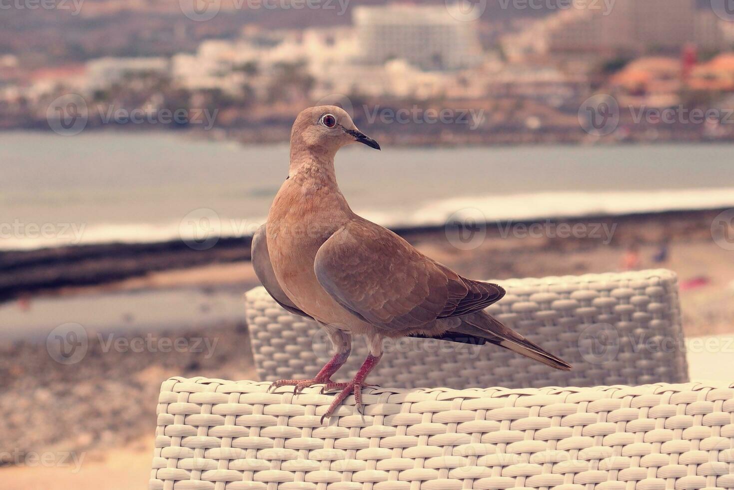 wild free bird pigeon sitting on a chair in a cafe by the ocean on a warm summer day photo