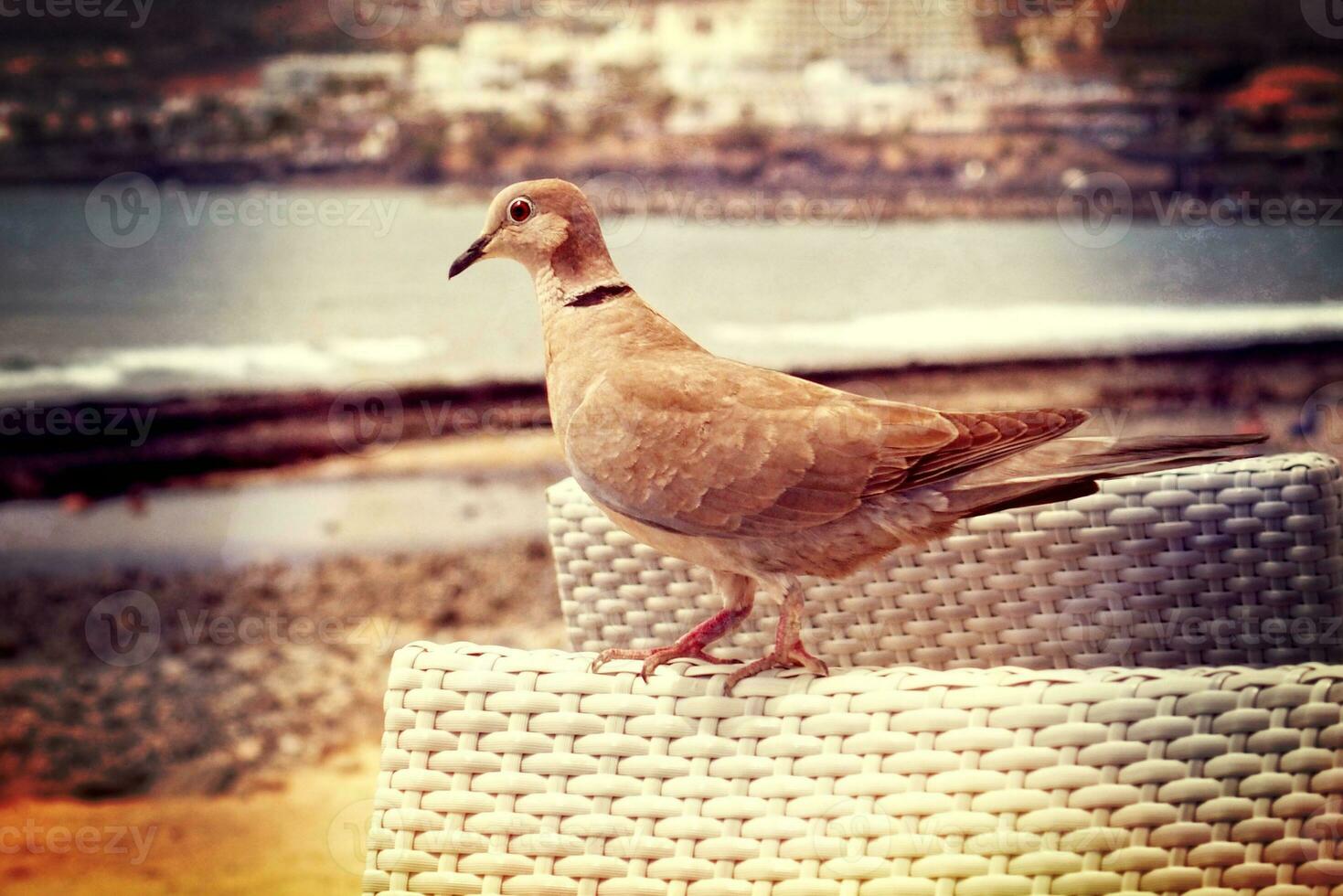 wild free bird pigeon sitting on a chair in a cafe by the ocean on a warm summer day photo