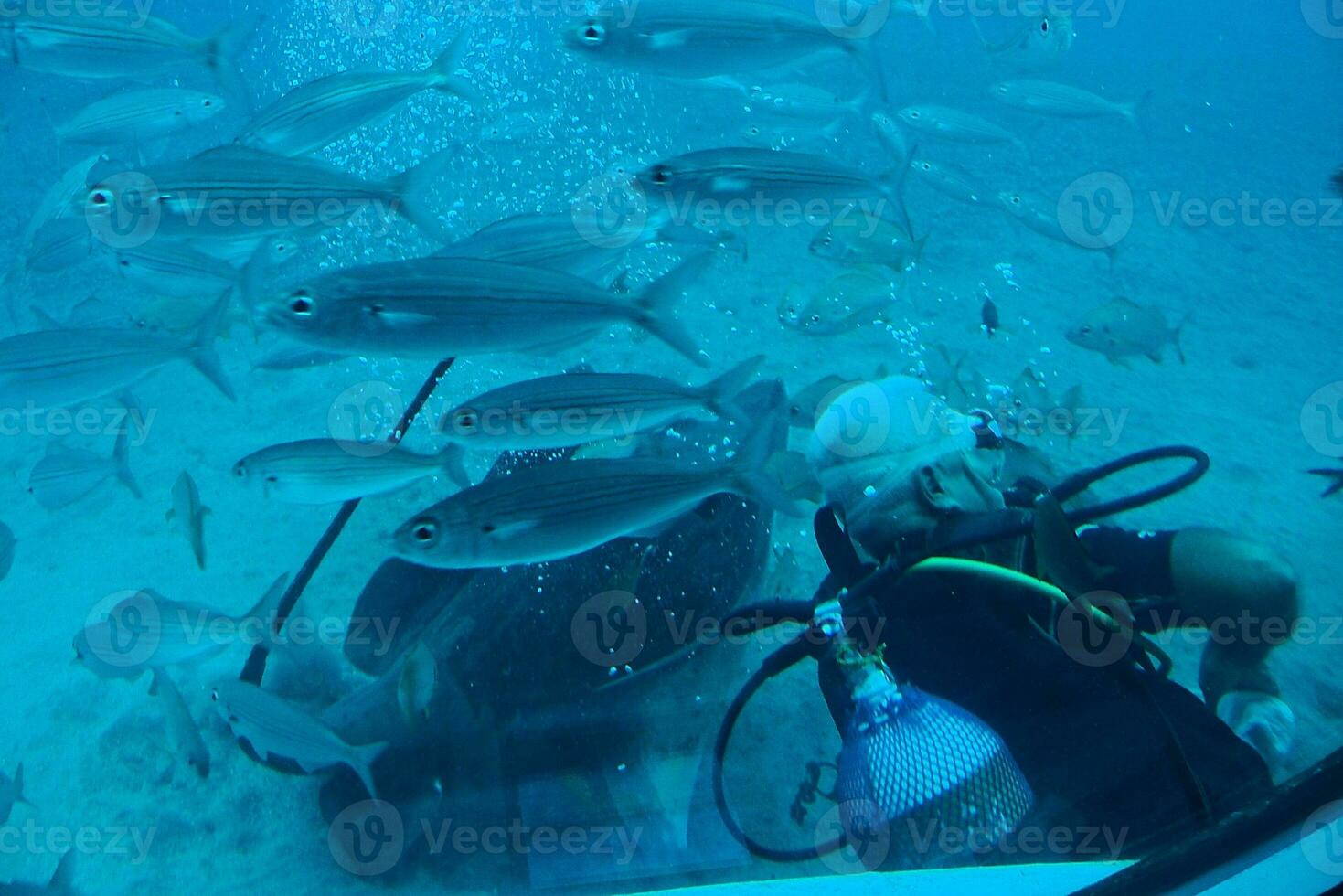 diver swimming among beautiful large fish in the blue warm ocean photo