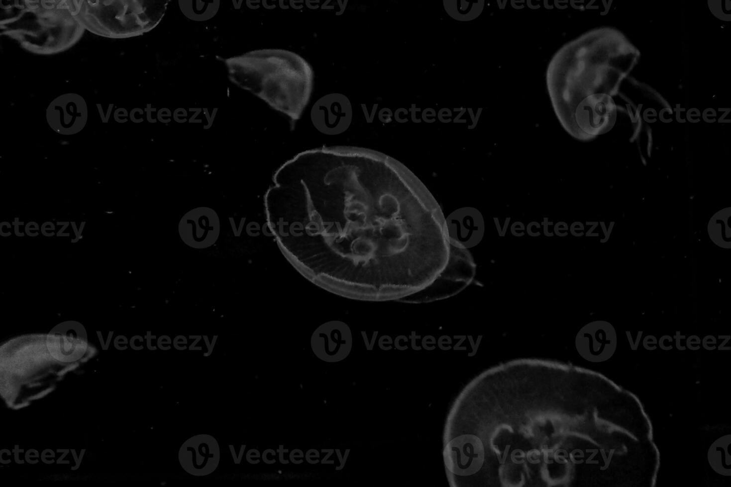 delicate jellyfish floating in black water in an aquarium creating an interesting background photo