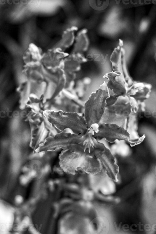 delicate colorful flowers orchids growing in a natural environment in botanical orchard photo