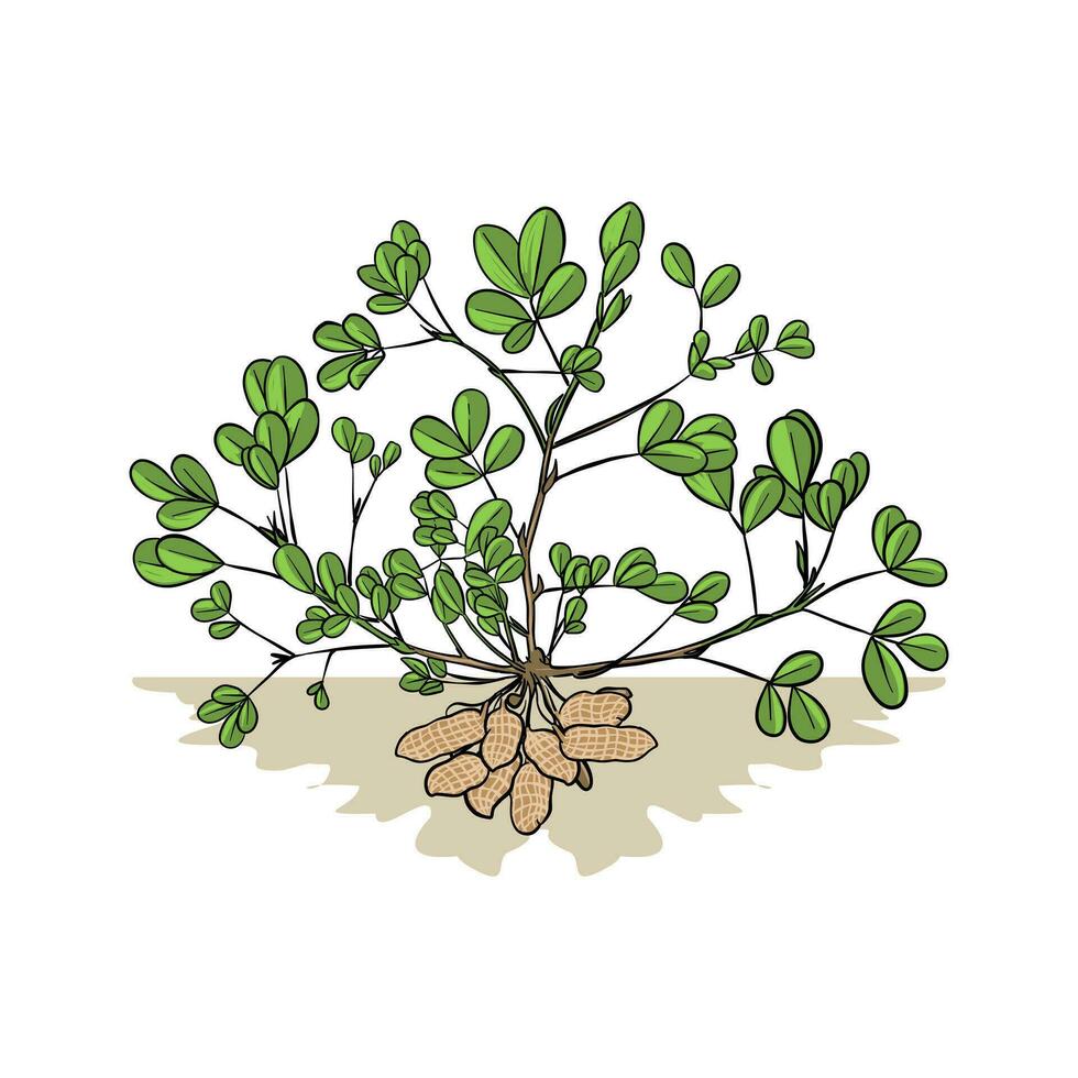 Peanuts vector illustration. white background. Ripe beans.