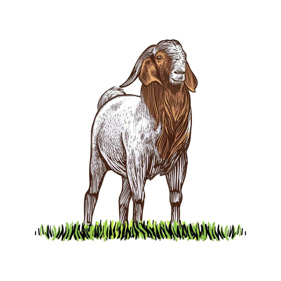 goat hand drawn vector llustration realistic color