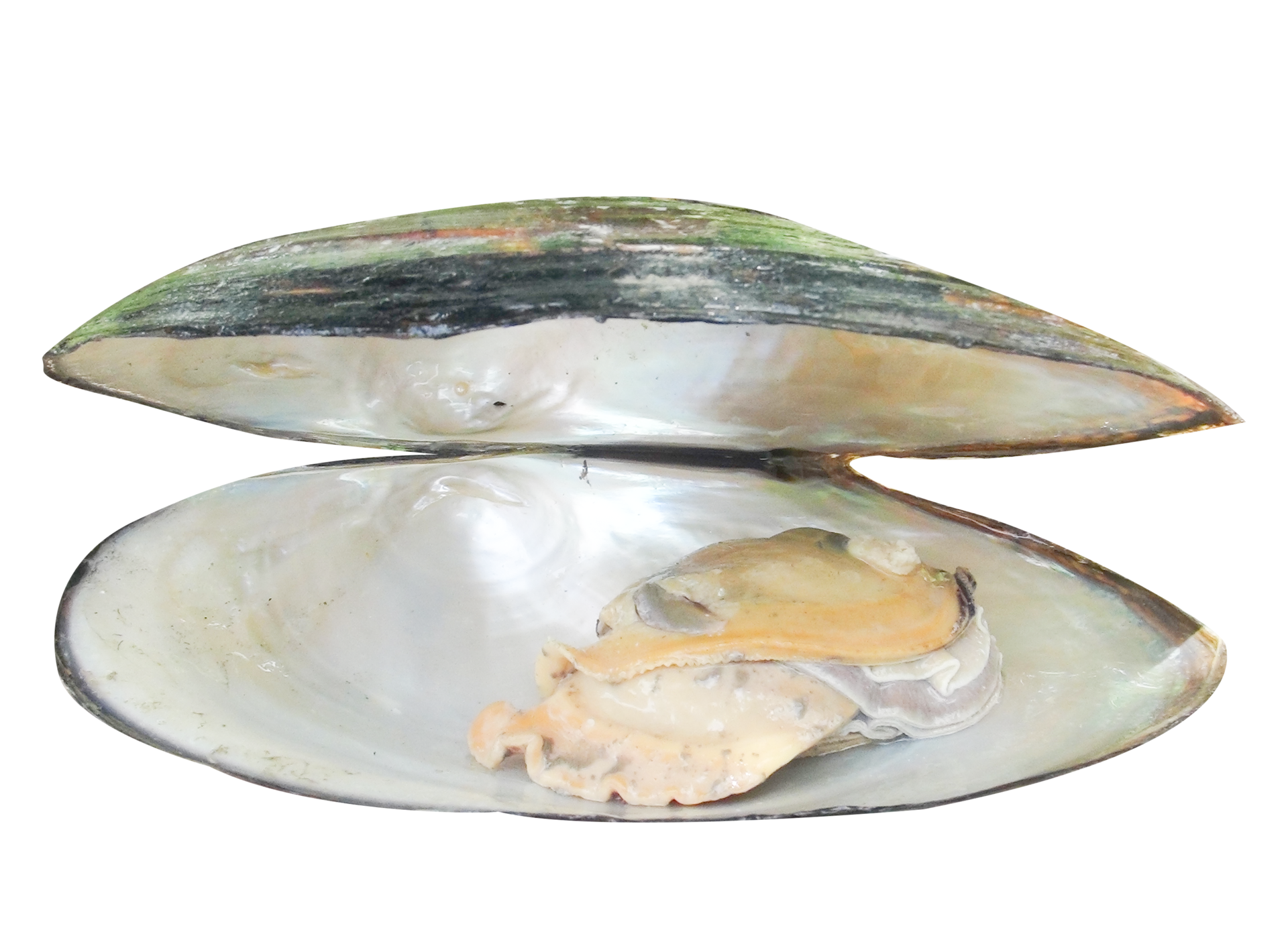 fresh mussel closeup boiled open 25505536 PNG
