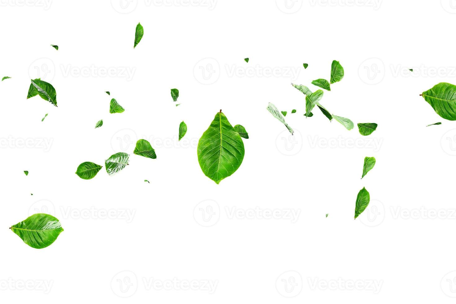 Fresh green leaves overlay greenery photo