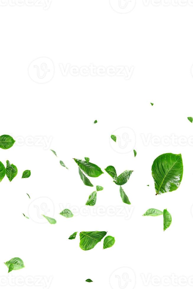 Fresh green leaves overlay greenery photo