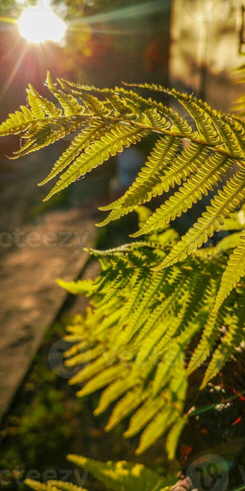 Wild natural green fern leaf in the backlight of the setting sun. tropical tree leaves, wild fern leaves, osmunda regalis, EAR TREES, OR PIICHES, tree fern branch Cyathea medullarisin front of sun photo