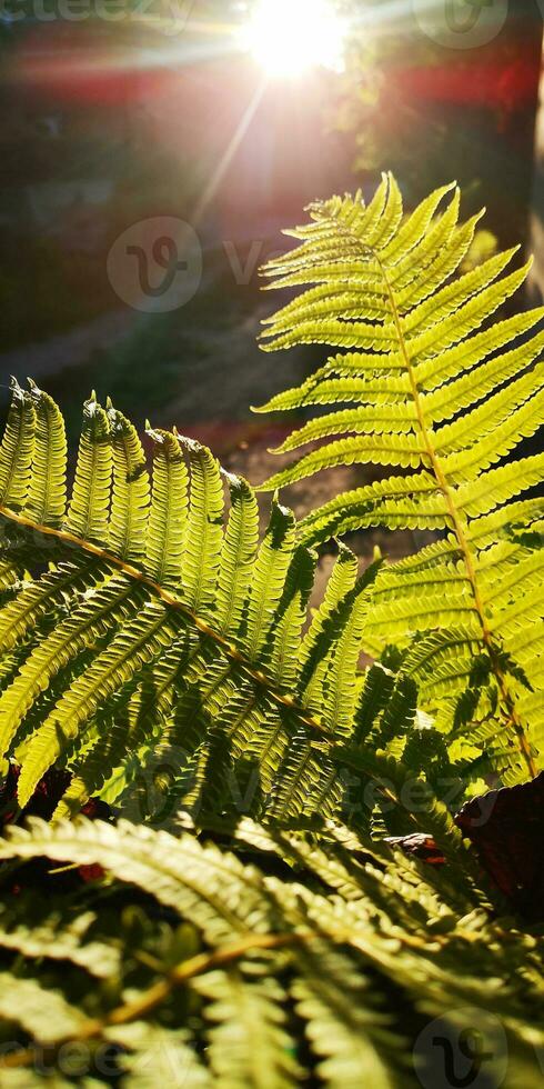 Wild natural green fern leaf in the backlight of the setting sun. tropical tree leaves, wild fern leaves, osmunda regalis, EAR TREES, OR PIICHES, tree fern branch Cyathea medullarisin front of sun photo