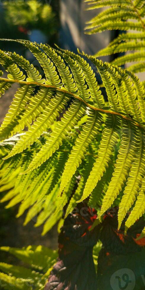 Wild natural green fern leaf in the backlight of the setting sun. tropical tree leaves, wild fern leaves, osmunda regalis, EAR TREES, OR PIICHES, tree fern branch Cyathea medullarisin front of sun photo