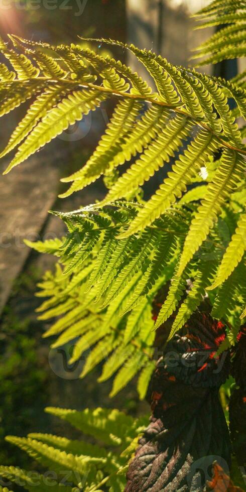 Wild natural green fern leaf in the backlight of the setting sun. tropical tree leaves, wild fern leaves, osmunda regalis, EAR TREES, OR PIICHES, tree fern branch Cyathea medullarisin front of sun photo