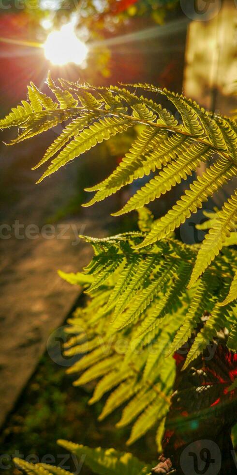 Wild natural green fern leaf in the backlight of the setting sun. tropical tree leaves, wild fern leaves, osmunda regalis, EAR TREES, OR PIICHES, tree fern branch Cyathea medullarisin front of sun photo