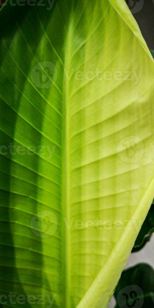 A newly blossomed tropical palm leaf with gradation of shades of green. Story template, tropical background. Mobile screen saver. photo