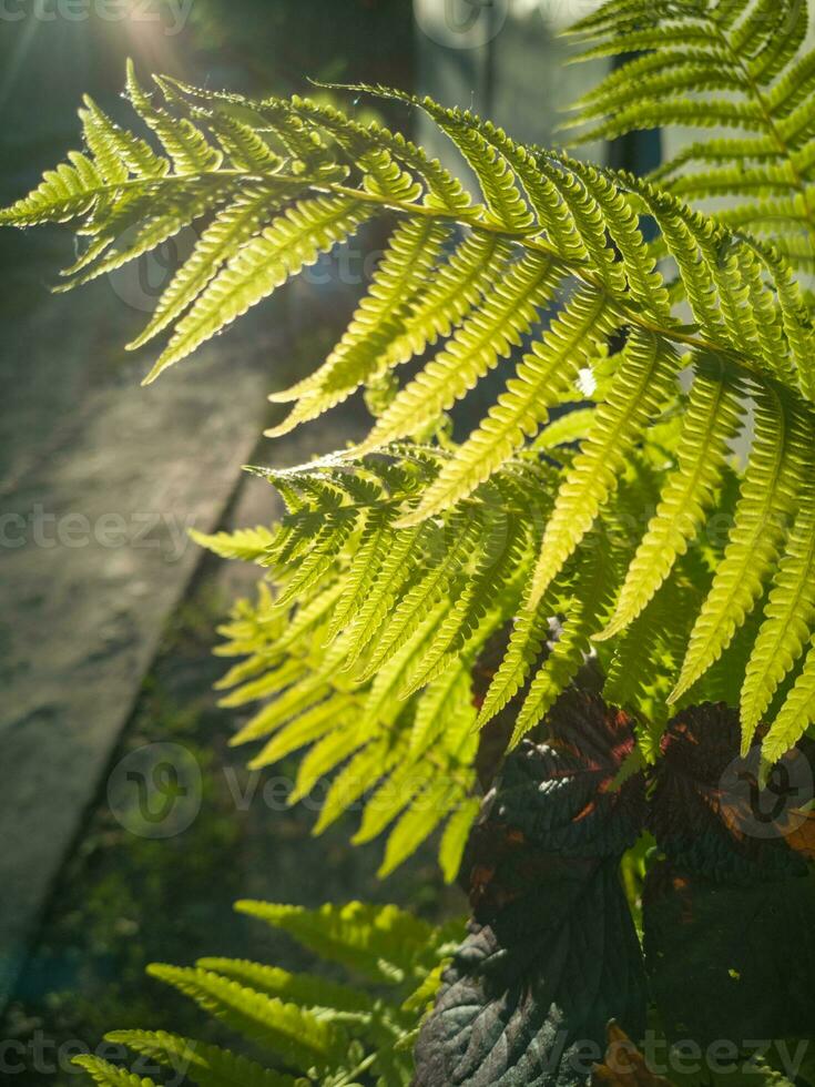 Wild natural green fern leaf in the backlight of the setting sun. tropical tree leaves, wild fern leaves, osmunda regalis, EAR TREES, OR PIICHES, tree fern branch Cyathea medullarisin front of sun photo